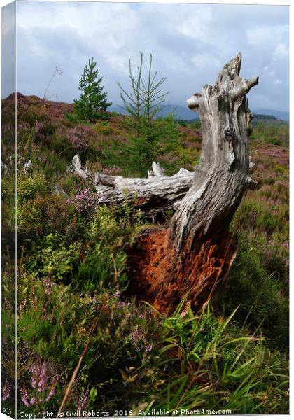 Tree Stump Highlands Canvas Print by Gwil Roberts