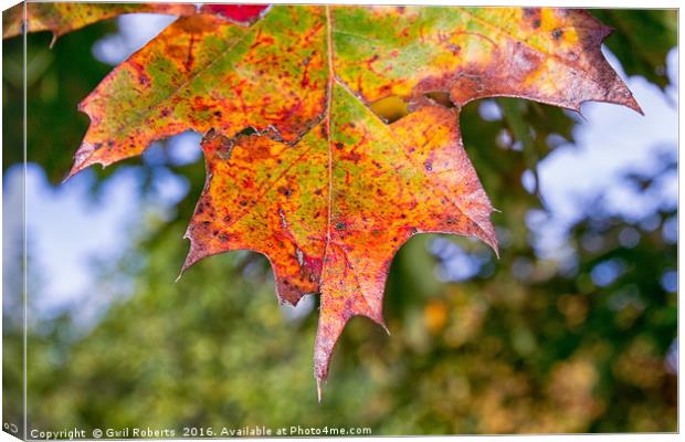 Autumn leaf detail Canvas Print by Gwil Roberts