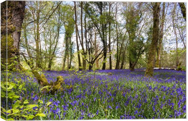 Bluebells in Killarney National Park,Kerry,Ireland Canvas Print by Colm Kingston