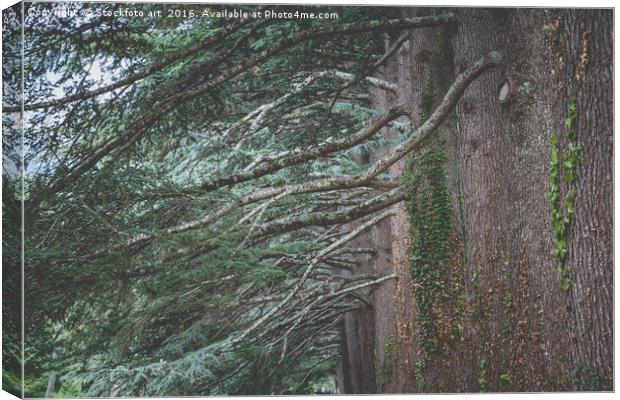 Big Old Cedar Trees Canvas Print by Stockfoto art