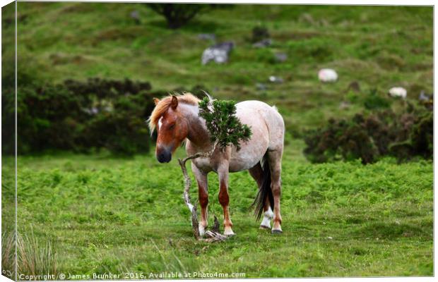 Wild Pony having a scratch Bodmin Moor Cornwall Canvas Print by James Brunker