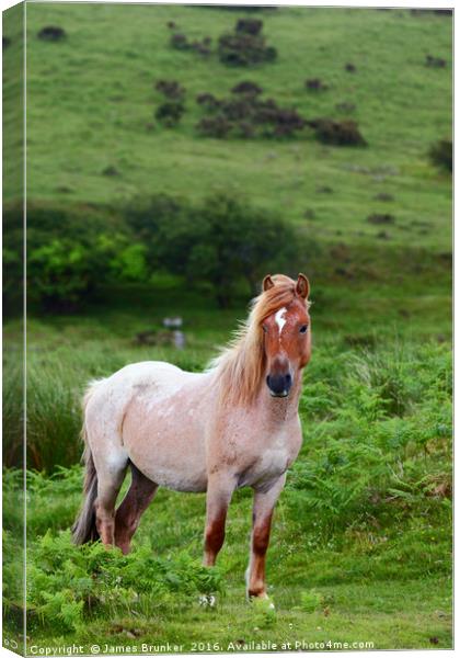 Wild Pony Portrait Bodmin Moor Cornwall Canvas Print by James Brunker
