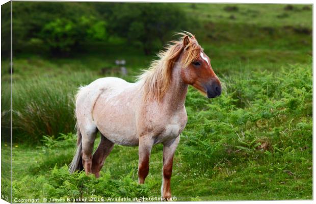 Portrait of Wild Pony Bodmin Moor Cornwall Canvas Print by James Brunker