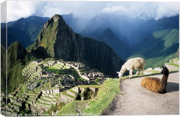 Llamas at Inca City of Machu Picchu Peru Canvas Print by James Brunker