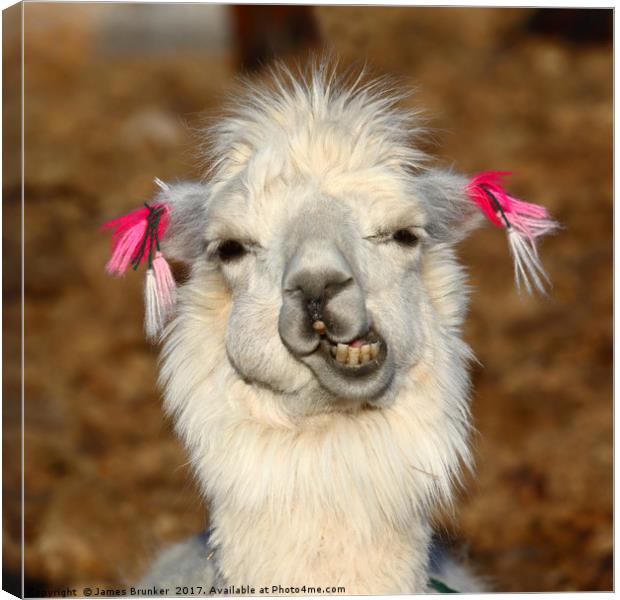 Laughing llama portrait Canvas Print by James Brunker