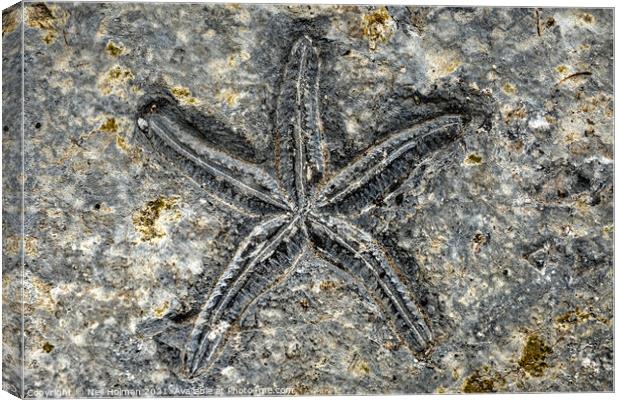 Starfish Fossil Canvas Print by Neil Holman
