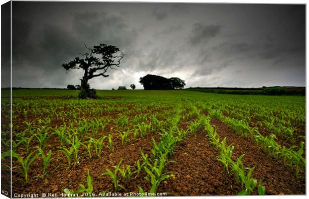 Tythegston Crop Field Canvas Print by Neil Holman