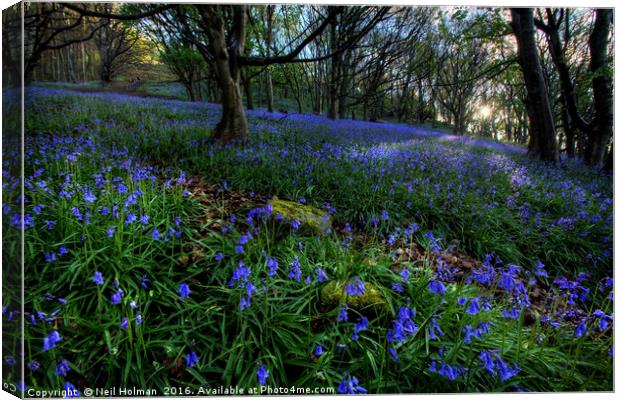 Bluebells at Margam Woods Canvas Print by Neil Holman