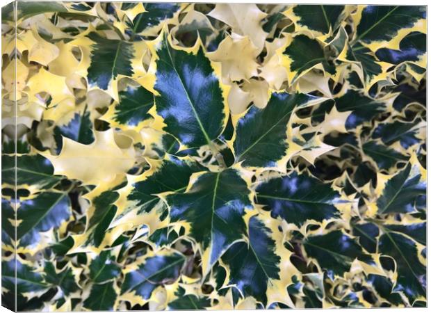 Holly  Canvas Print by Paul Allan