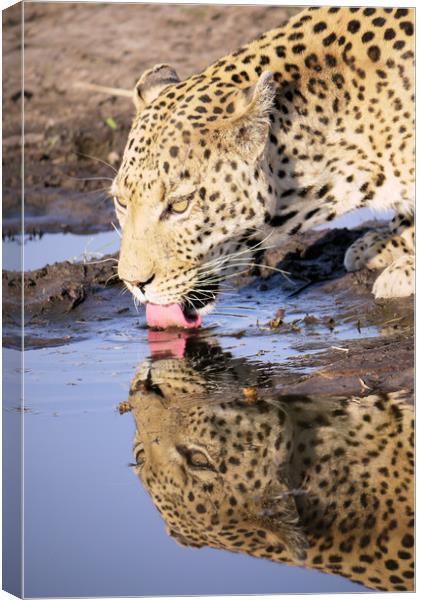 Thirsty Leopard Canvas Print by Peter Lucas