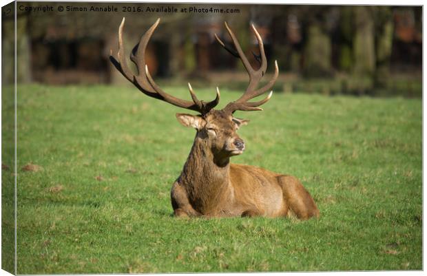 Majestic Stag Canvas Print by Simon Annable