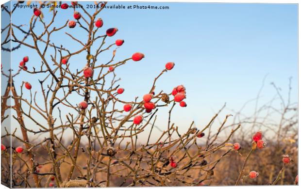 Winter Berries Canvas Print by Simon Annable