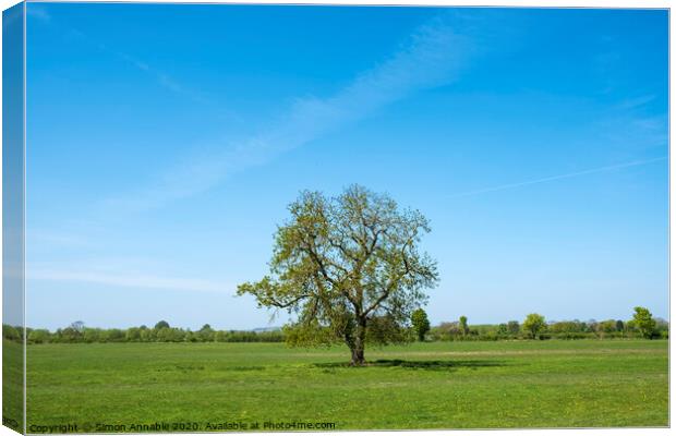 Lone Tree Canvas Print by Simon Annable