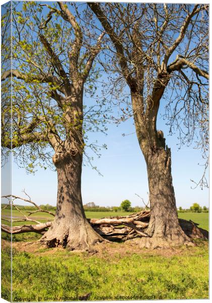 Old Trees Together Canvas Print by Simon Annable