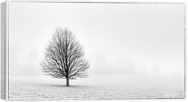 Tree in the Mist Canvas Print by Stuart Chapman