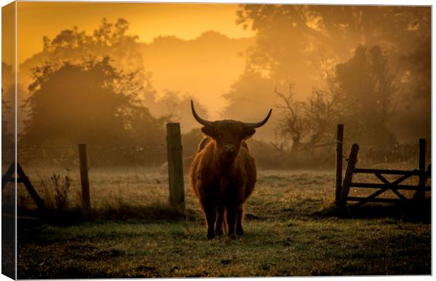 highland cow at sunrise Canvas Print by Caroline Burton