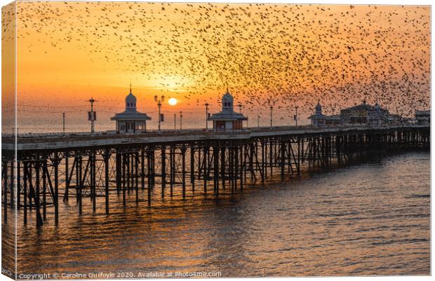 Starlings at Sunset Canvas Print by Caroline James