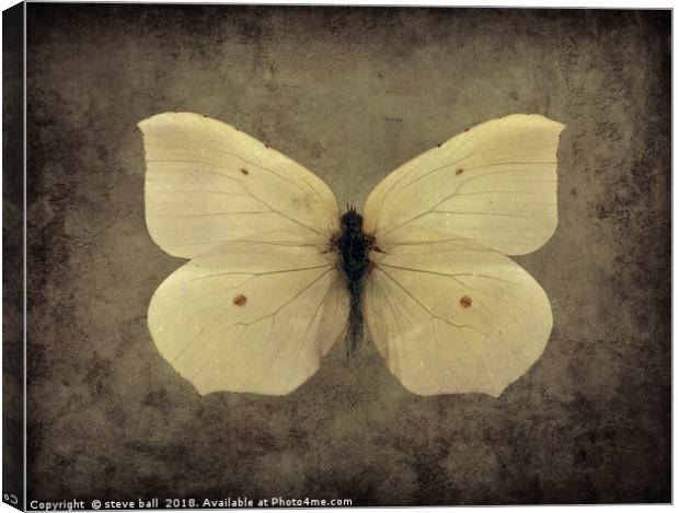 Vintage Butterfly Canvas Print by steve ball