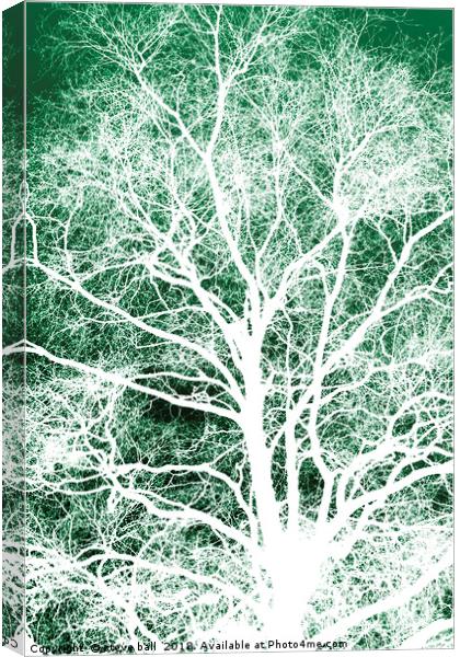 White tree silhouette Canvas Print by steve ball