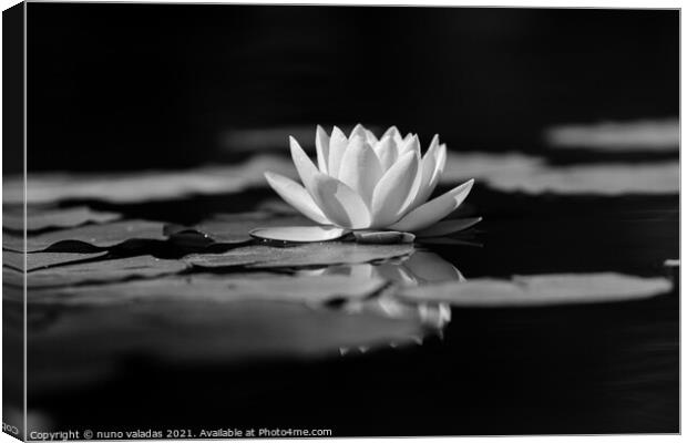 lotus water lily flower and green leaves in pond Canvas Print by nuno valadas