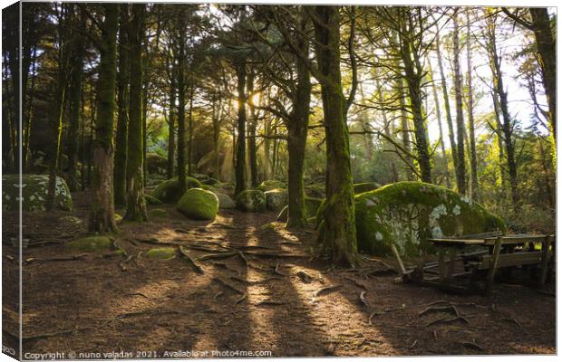 Forest in spring with beautiful bright sun rays. Amazing wood with rocks coverd with moss in sintra mountains, Portugal Canvas Print by nuno valadas