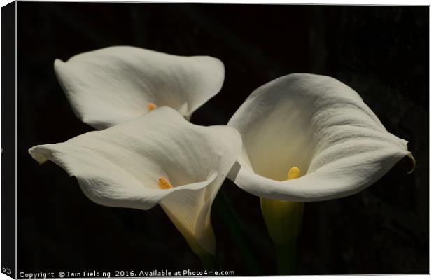 Trio of Lilies Canvas Print by Iain Fielding