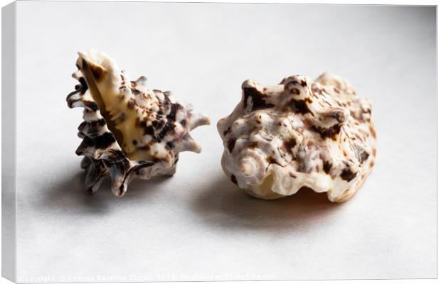 Two empty knobbed whelk seashells  Canvas Print by Ksenija Bozenko Stojan