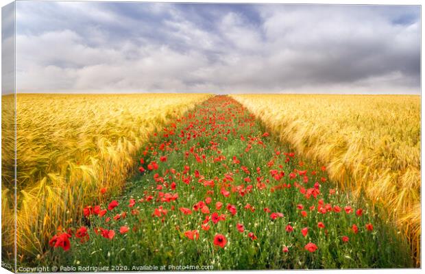 Poppies Field Canvas Print by Pablo Rodriguez