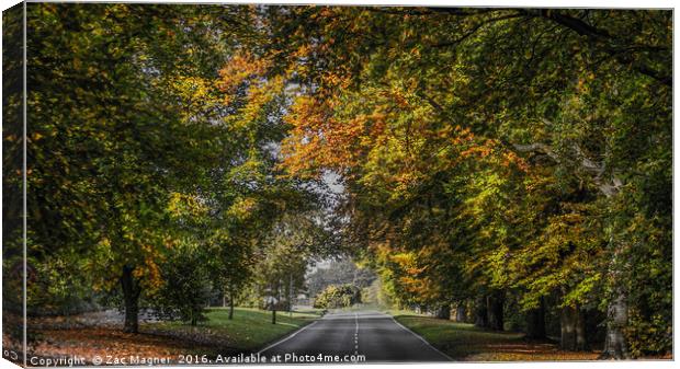 Autumn Canopy Canvas Print by Zac Magner