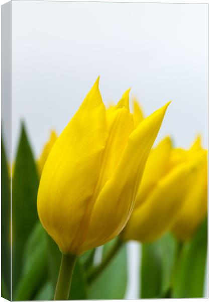 Yellow Tulip Canvas Print by Ian Gibson