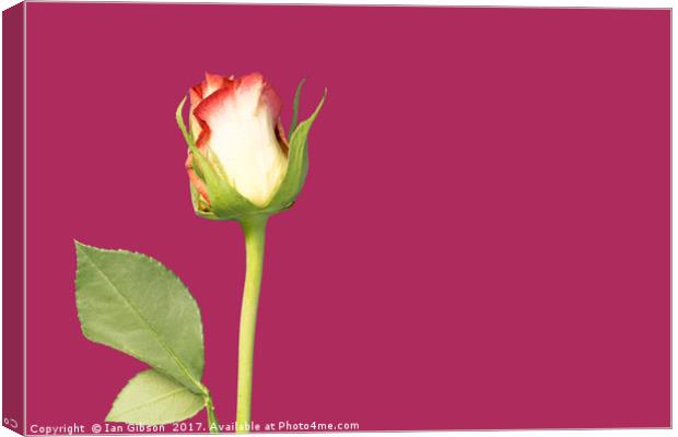 A single rose flower and stem on magenta backgroun Canvas Print by Ian Gibson