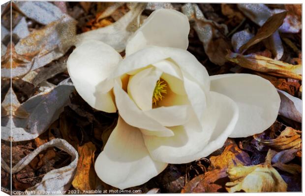 A single bloom of Magnolia Denudata  Canvas Print by Joy Walker