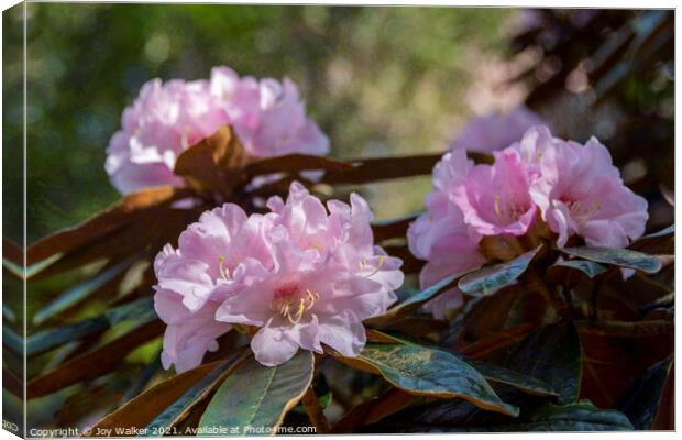 Bureaui x yakushimanum Rhododendron shrub Canvas Print by Joy Walker