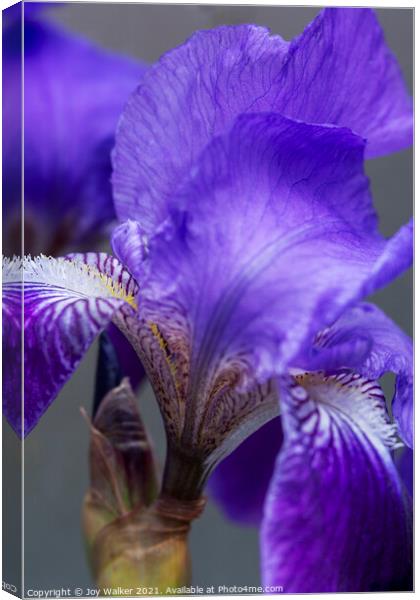 Purple Flag irises Canvas Print by Joy Walker