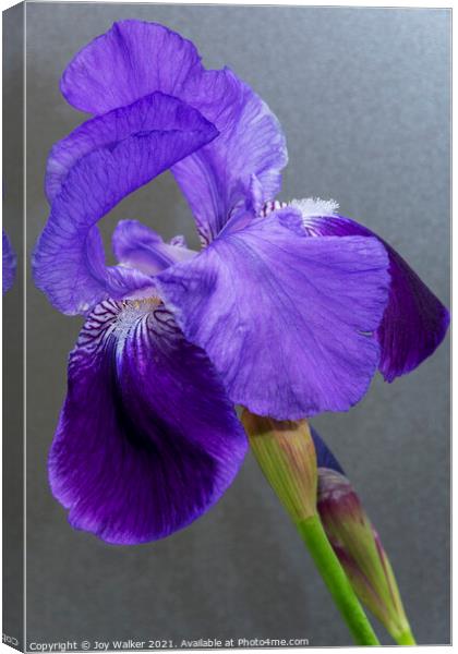 Purple Flag Iris Canvas Print by Joy Walker