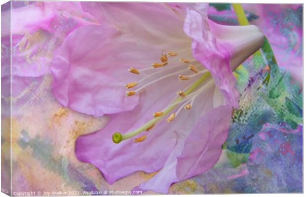 A single rhododendron flower Canvas Print by Joy Walker