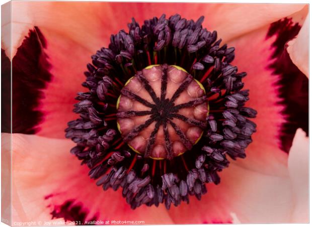 The centre of a large garden poppy Canvas Print by Joy Walker