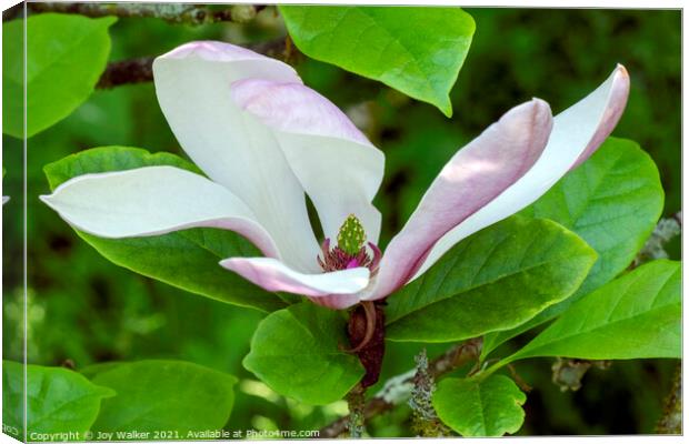 A single magnolia flower in close-up Canvas Print by Joy Walker