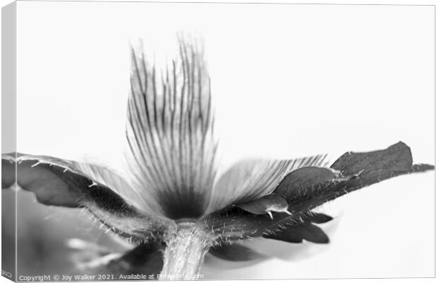 Detail of a poppy in black and white Canvas Print by Joy Walker