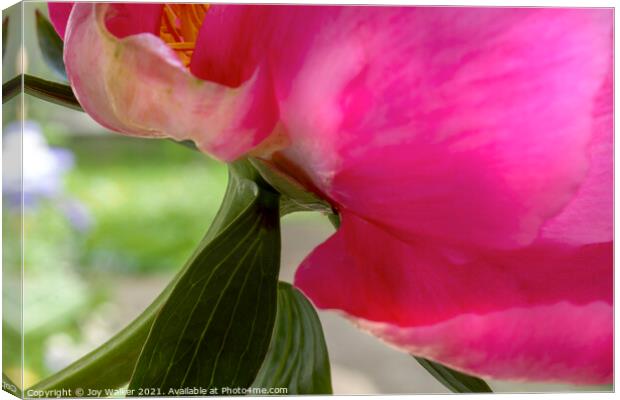 Close-up detail of a cerise peony Canvas Print by Joy Walker