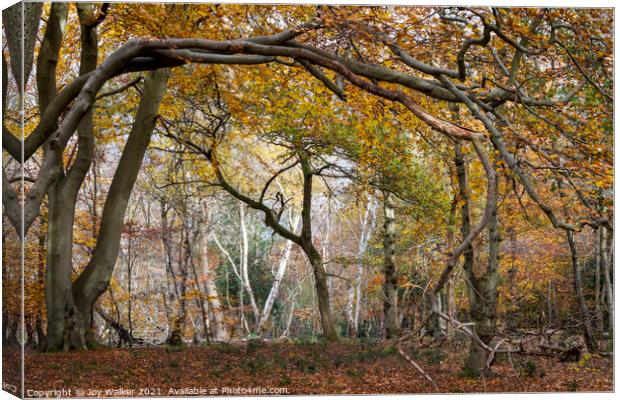 Arching tree branches, Burnham Beeches UK Canvas Print by Joy Walker