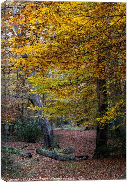 Trees with their beautiful Autumn coloured leaves, Canvas Print by Joy Walker