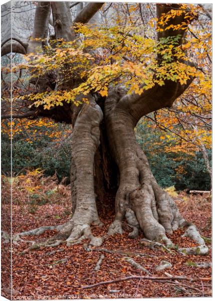 An old hollow Beech tree, Burnham Beeches, UK Canvas Print by Joy Walker