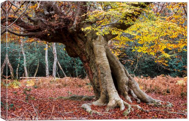 An ancient beech tree, Burnham Beeches, UK Canvas Print by Joy Walker