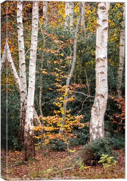 A group of silver birch trees, Burnham woods, Buck Canvas Print by Joy Walker