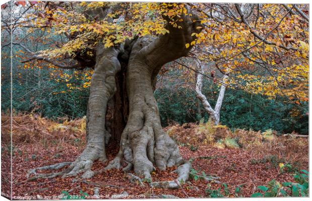 Old beech tree Canvas Print by Joy Walker