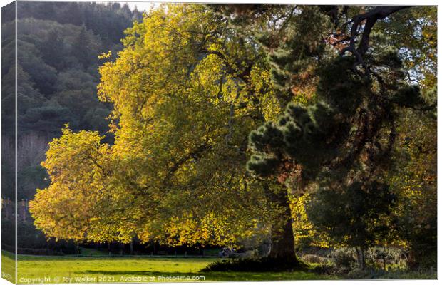 Trees in the Autumn sunlight Canvas Print by Joy Walker