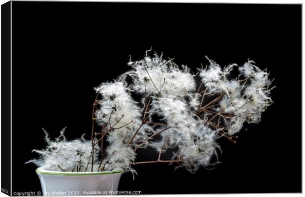 Old Man's Beard  seed heads Canvas Print by Joy Walker