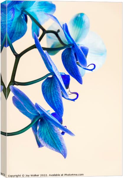 Side view of a blue colored Orchid  Canvas Print by Joy Walker