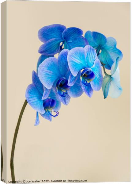 A single bloom stem of a blue colored orchid Canvas Print by Joy Walker
